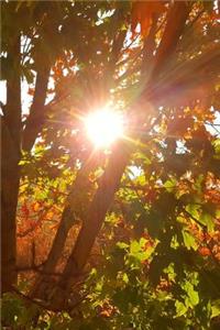 Journal Sunrise Through Autumn Colored Tree