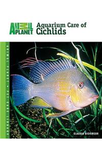 Aquarium Care of Cichlids