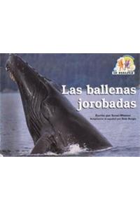 Steck-Vaughn En Parejas Emergent Stage 1: Individual Student Edition Las Ballenas Jorobadas