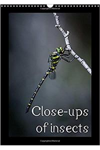 Close-Ups of Insects 2017