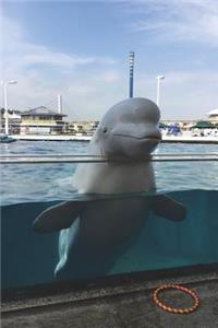 The Beluga White Whale Journal