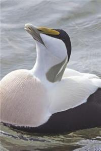Common Eider Book Journal