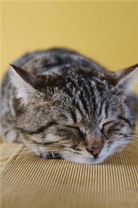 Adorable Gray and Black Striped Cat Napping on the Sofa Journal