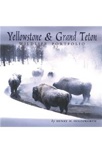 Yellowstone & Grand Teton Wildlife