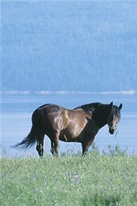 2020 Daily Planner Horse Photo Equine Horse Lake Mountain Scene 388 Pages
