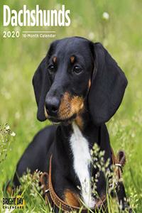 DACHSHUNDS WALL CALENDAR 2020