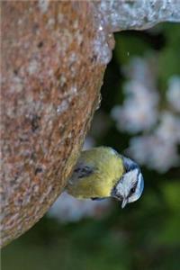 Blue Tit Cyanistes Caeruleus at a Bird Fountain Journal