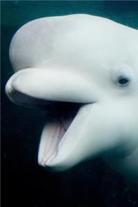 Beluga