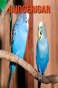 Budgerigar