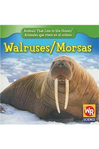 Walruses / Morsas