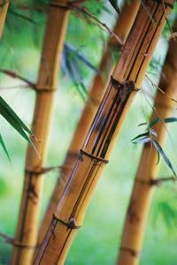 Close Bamboo Grid Notebook