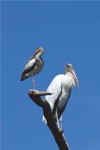 Yellow-billed Storks (Mycteria Ibis) Journal