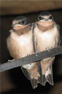 Two Cute Juvenile Barn Swallows Bird Journal