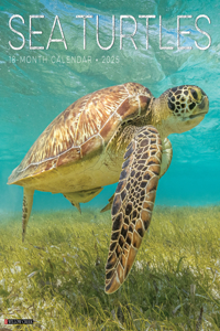 Sea Turtles 2025 12 X 12 Wall Calendar