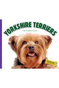 Yorkshire Terriers
