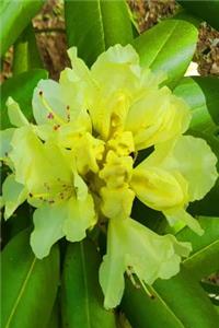 2019 Weekly Planner Yellow Rhododendron Flowers 134 Pages