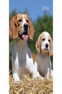 Dogs & Puppies