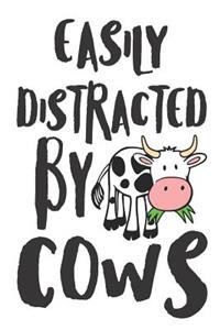 Easily Distracted by Cows