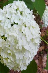 White Hydrangea Journal