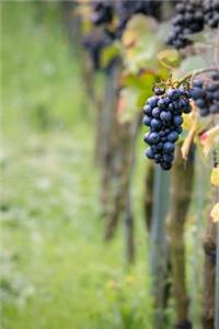 Pinot Noir Grape Vines in the Vineyard Journal
