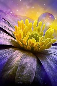 Flower Notebook