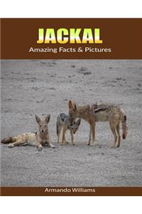 Jackal