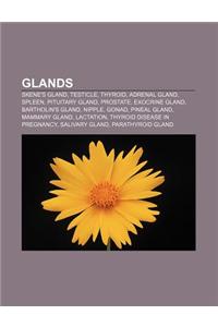 Glands: Skene's Gland, Testicle, Thyroid, Adrenal Gland, Spleen, Pituitary Gland, Prostate, Exocrine Gland, Bartholin's Gland,