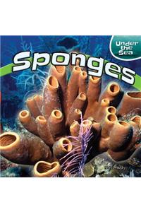 Sponges