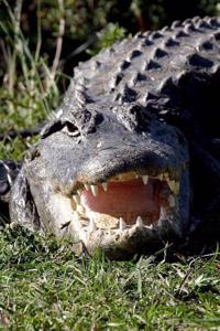 Alligator Journal