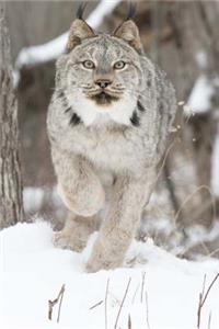 Canadian Lynx on the Move Journal