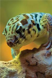 Wonder Gecko Journal