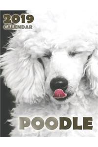 Poodle 2019 Calendar