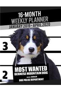2019-2020 Weekly Planner - Most Wanted Bernese Mountain Dog