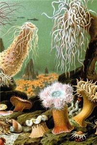 Sea Anemones