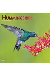 Hummingbirds 2019 Square Foil