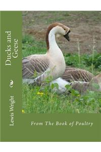 Ducks and Geese
