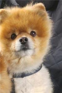 Dwarf Spitz Pomeranian Journal