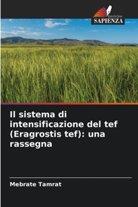 sistema di intensificazione del tef (Eragrostis tef)