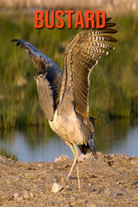 Bustard