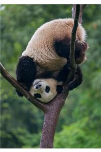 Giant Panda Playing Notecard