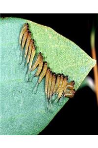 Insect School Composition Book Sawfly Larvae Entomology