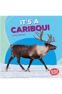 It's a Caribou!