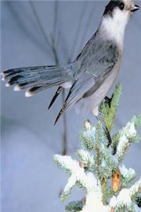 Journal Wild Bird Winter Tree