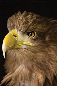 Sea Eagle Journal