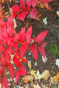 2019 Weekly Planner Autumn Foliage Fall Colors 134 Pages