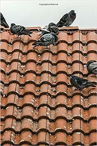 Pigeons on a Spanish Tile Roof Journal
