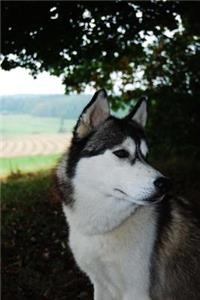 Hello There, Cool Husky Dog Journal