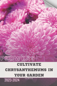 Cultivate Chrysanthemums in Your Garden