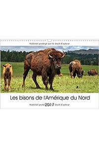 Bisons De L'amerique Du Nord 2017