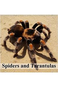 Spiders and Tarantulas 2018